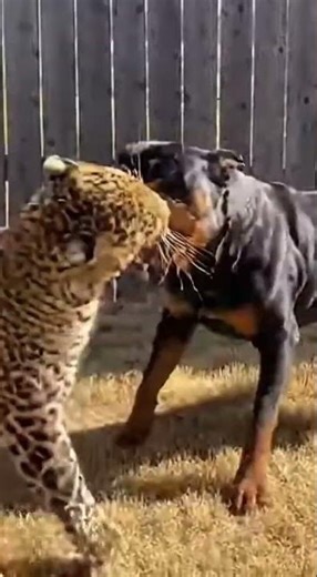 Rottweiler vs Leopard: The Ultimate Battle of Strength! 🐆🐕 #Shorts