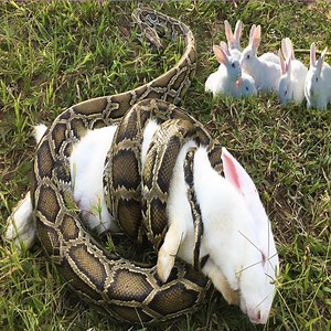 59K views · 204 reactions | The lovely rabbit didn't know that he was in danger of being attacked by a python. #Animal #Snake Group: Daily Animals Life | Lovely | Facebook
