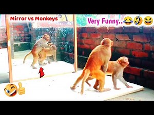 Mirror Vs Monkeys | Wow Very Very Funny Reaction By Monkeys | You Can't Stop Laughing-Part 11