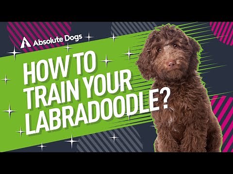 How to Train Your Labradoodle