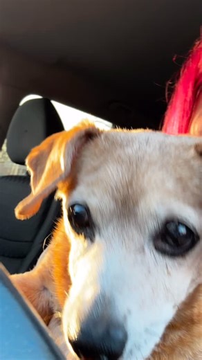 Penny you have a piece of my heart forever 💔 you have been with me through basically of my adult life love you so much! | Cristen Garza