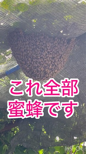 これ全部蜜蜂です#ミツバチ#養蜂#分蜂#日本ミツバチ#西洋ミツバチ#bees