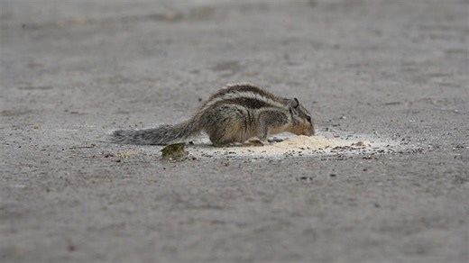 Indian Squirrel, Squirrel, Shiva. Free Stock Video