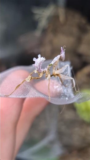 Idolomantis Diabolica... 💎 #strangerthings #idolomantis #diabolica #terrarystyka #modliszka