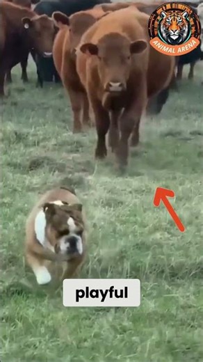 The Fearless Bulldog That Commands Respect From Cows! 🐂🐶