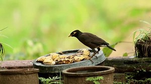 Common Myna Bird Acridotheres Tristis Medium-sized Stock Footage Video (100% Royalty-free) 3706486793 | Shutterstock