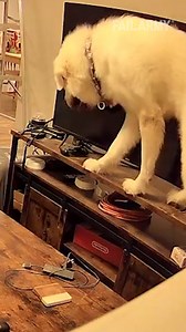 18M views · 59K reactions | Craziest Animal Fails on Home Cameras!  | FailArmy | Facebook