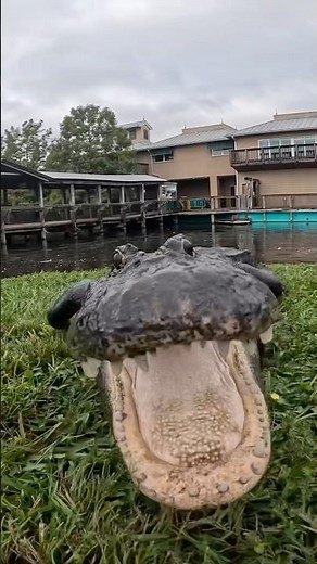 What do you do if an Alligator is chasing you? #animalshorts #alligator #gatorland