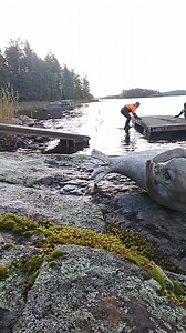 Saimaassa vesi on nyt todella alhaalla. Tämäkin laituri oli jo kiinni kiven päällä. Onneksi apuna oli Tmi Jarmo Tarhonen Ja vahtina "Nestori" 🦭 | Mökkitalkkari Pasi Tapio