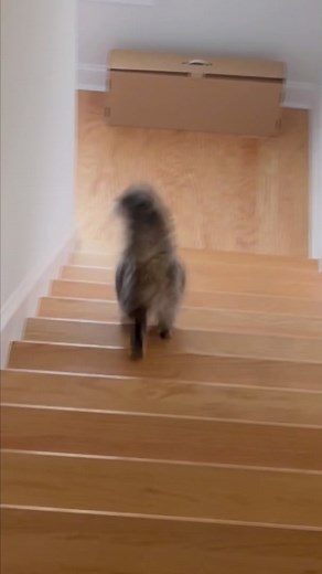 Funny and Scary Cat Videos on TikTok