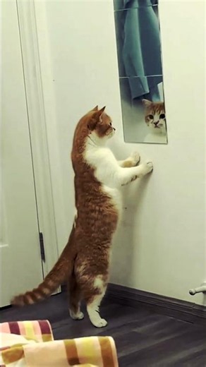 Cats Core Part 21 🐱✨ | Pure Cat Chaos in 30 Seconds! 😻 #shorts
