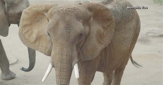 Oldest African elephant in North America dies at Memphis Zoo