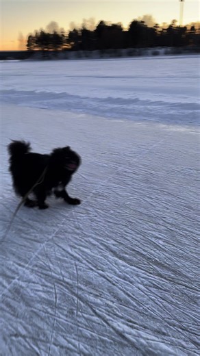 Väinö the Happy Dog! #suomenlapinkoira #lapinkoira #finnish #finnishlapphund #lapphund #dog #ice #winter #dogsoftiktok #happydog