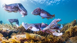 Scuba diving with cuttlefish