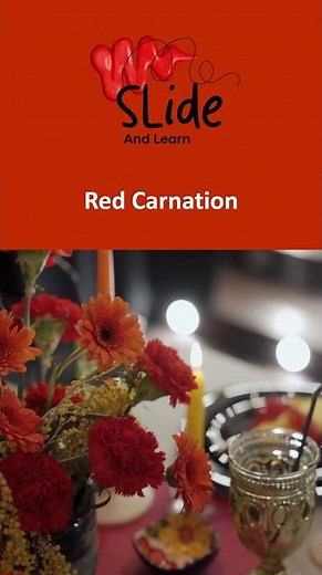 The National flower of Spain | The beautiful Red Carnation 🌺