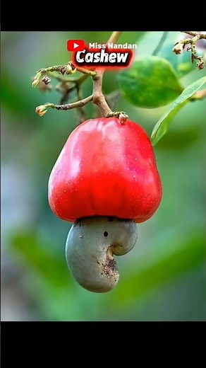 How Cashews Are Processed?
