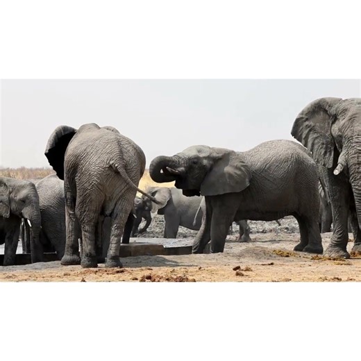 Incredible Elephant Encounters in Namibia 🐘🇳🇦