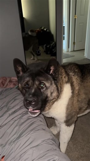 Another day, another morning of Ivar yelling at me to get up😅 Happy Tuesday! #morning #dog #dogsoftiktok #akita #ivar #howling #fyp #foryou #foryoupage #fypシ
