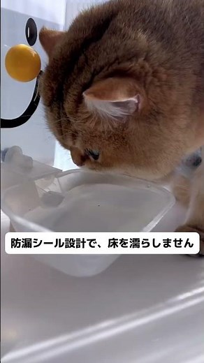 普通の水入れは汚れやすく倒れやすい？これにアップグレード！自動でキレイな水位を維持、厚底で安定感バツグン。#猫あるある#猫の健康#自動給水器#コードレス給水器#猫が水を飲まない1