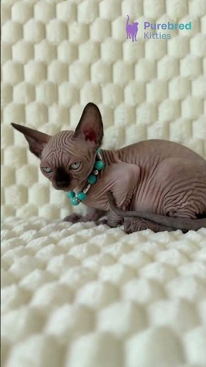 Adopt Mery: Adorable Seal Mink Canadian Sphynx Kitten 🐾 Ready for Her Forever Home! #CanadianSphynx