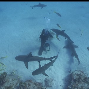 Would you like to scuba dive here? 🌊🦈🤿 #SharkWeek continues all week at 8p on #Discovery! | Animal Planet