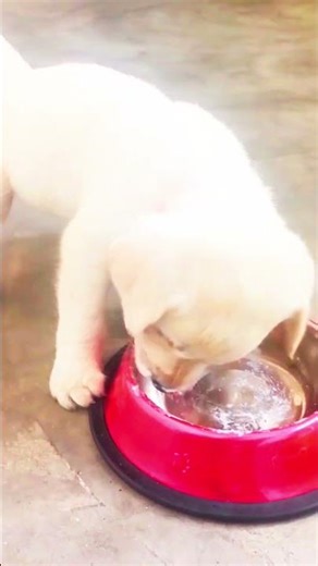 "A Day with Rio: Our Adorable Dog's First Mini Vlog!"