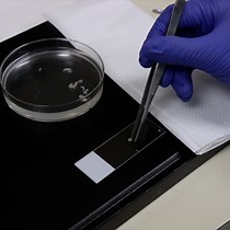 Video: 3D Imaging of the Liver Extracellular Matrix in a Mouse Model of Non-Alcoholic Steatohepatitis