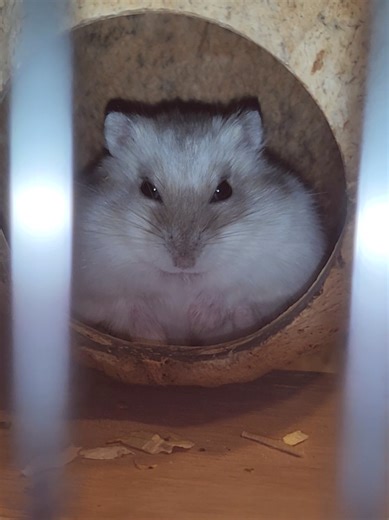 Adorable Baby Hamster Moments to Brighten Your Day