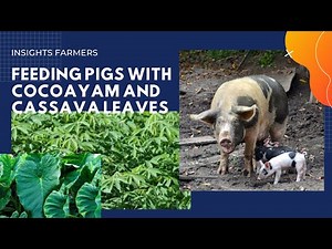 How to feed pigs with cocoayam/cassava leaves and cassava tubers