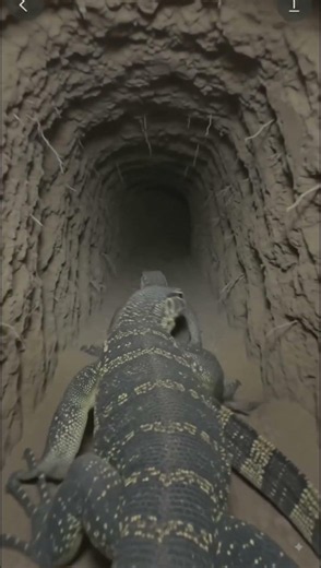 POV: Monitor Lizard🦎A tiny camera mounted on juvenile monitor lizard reveals a hidden reptile world