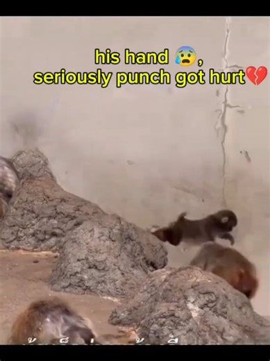 can anyone tell that punch is okay now😰💔, i feel bad for him😢💔 #punch #punchi #babypunch #punchkun #viralvideo