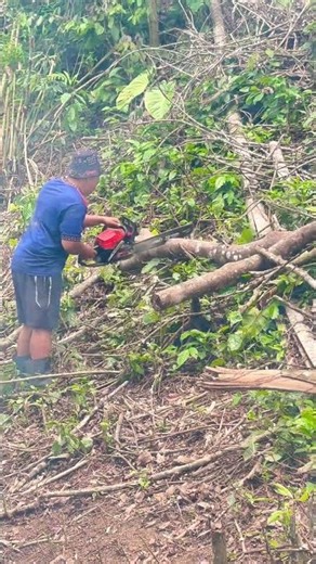 #beranda #shortvideo #petani #petanimuda #petanimilenial #petaniindonesia #pyp #pypy #pypシ