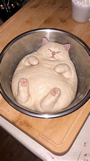 Bread dough cat🍞#cat #kitten #bread