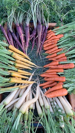 1.2M views · 63K reactions | Harvest some carrots with me! These varieties are from Harris Seeds and are GORGEOUS! #gardening #harvest #carrots #harvestwithme #vegetablegarden #growyourownfood | From Dream to Seed | Facebook