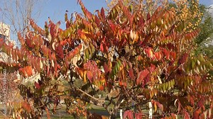 Autumn leaves of sumac tree (Lat. Rhus typhina) or sumac reindeerium, vinegar tree, Virginia sumac, staghorn sumac