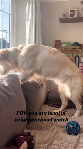 Is Your Dog This Nosy? Meet Eddie the Golden Retriever