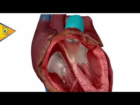 Anatomía del Corazón: Valvulas cardiacas - Dr. Ottoniel Sánchez