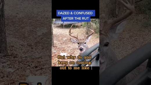 All about whitetail deer behavior and habitat in Texas