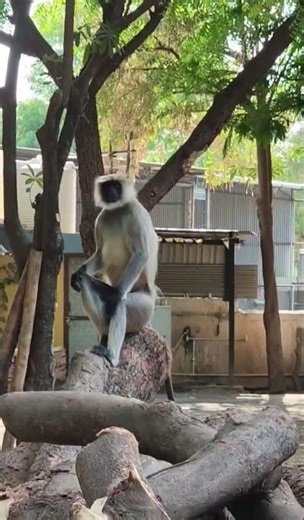 Monkey#Barking