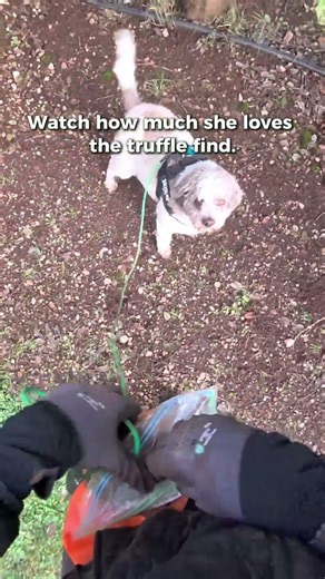 My Dog Loves Hunting For Truffles