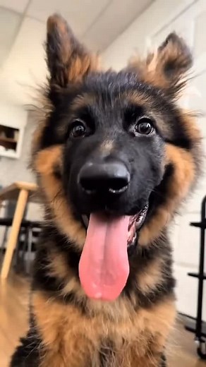 A shittiest dog breed, a German shepherd #fy #fyp #fypシ゚ #fypシ゚viralシ #dog #animals #bravestdog #militarydog #strongestdogs #puppy #nightsky #Christmasgift #job #vegan #pitbull #rottweiler #schoolspirit #familyfun #handemadecraft #catbehavior #pet #doglover #PetLover #dogsofttiktok #explorepage #discovery #usa | Dog Breeds