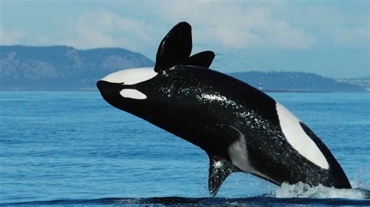 Watch orcas flip a great white - then tear it apart in seconds