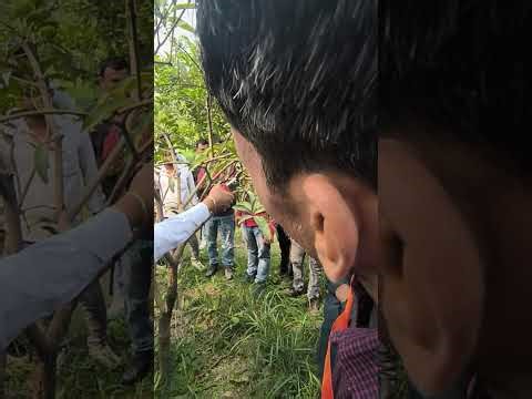 Master Mango Tree Pruning: Exclusive Guidance from Head Khusrobagh Mr. Virendra Singh 