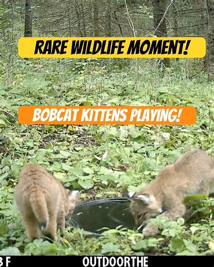 Bobcat Kittens - "Bob-Kittens" Drink, Play and Splash around in our wildlife watering hole!