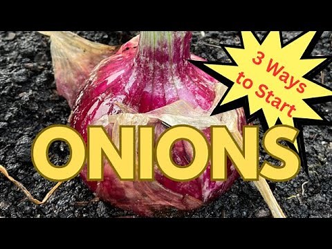 3 Easy Ways to Start Onions from Seed | Beginner’s Guide
