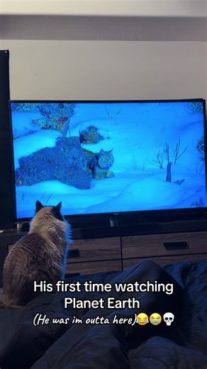 Bobcat Hunting Habits in Winter Explained