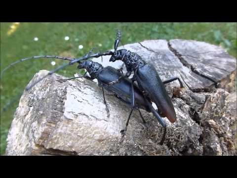 Accouplement du Grand capricorne du chêne (Cerambyx cerdo, par André Lequet (www.insectes-net.fr)