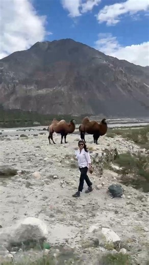 Double‑Hump Camels of Ladakh | Nubra Valley Adventure