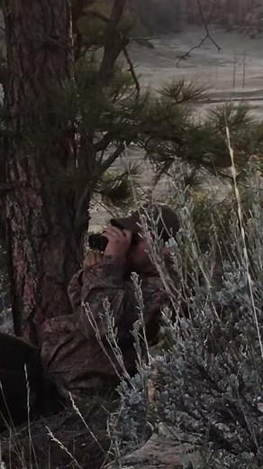 Coyote Calling (Rabbit in distress)