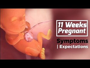 How big is the baby at 11 weeks | Pregnancy Week By Week Symptoms | The Voice Of Woman